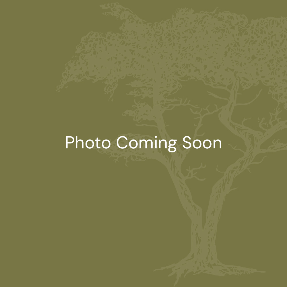 Photo coming soon